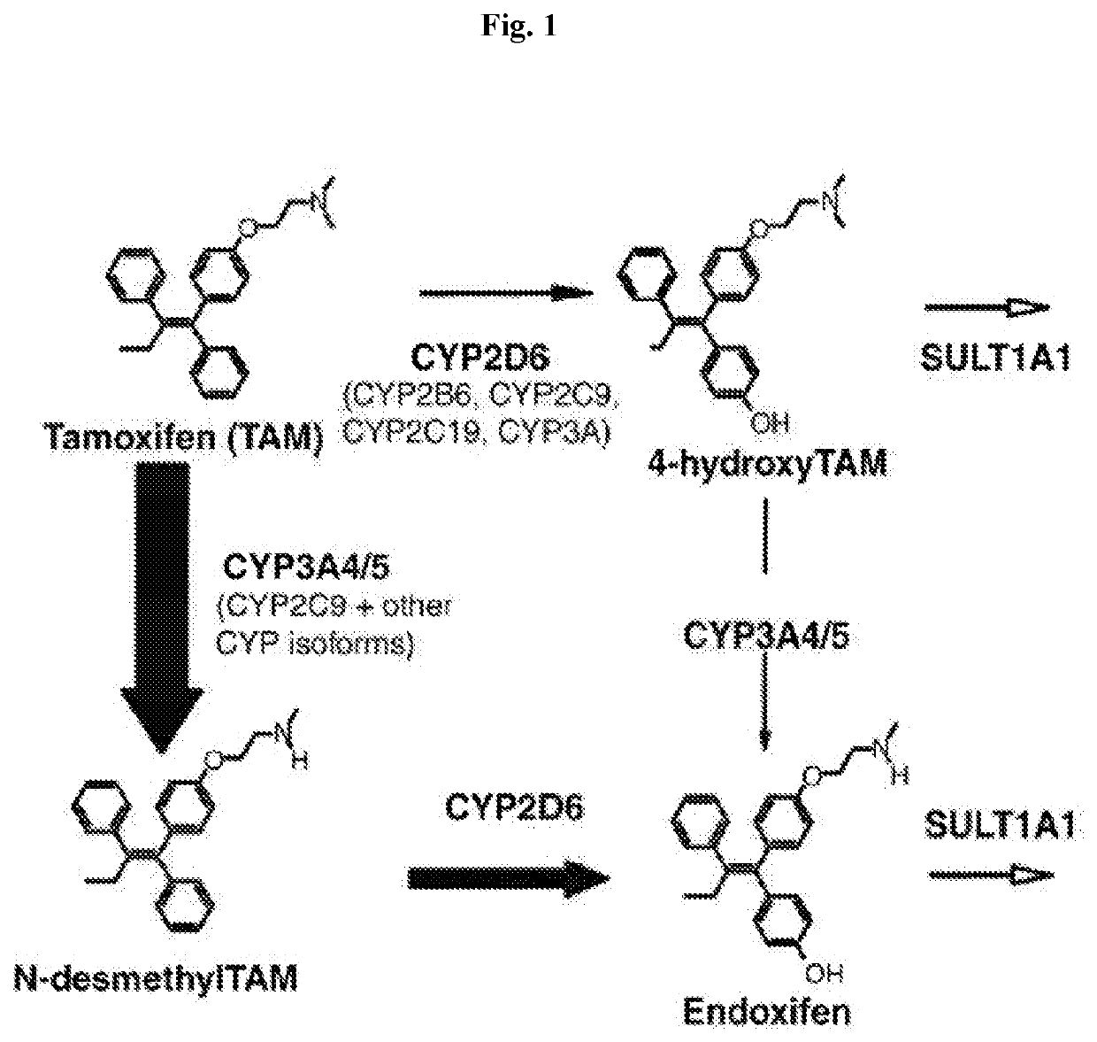 Methods for making and using endoxifen