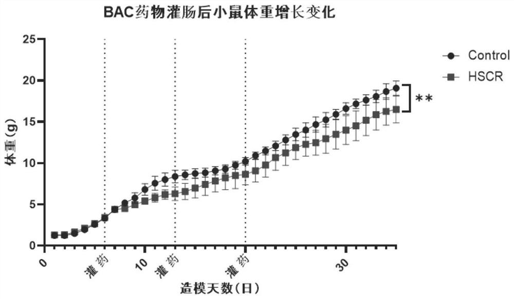 Construction method and application of megacolon animal model