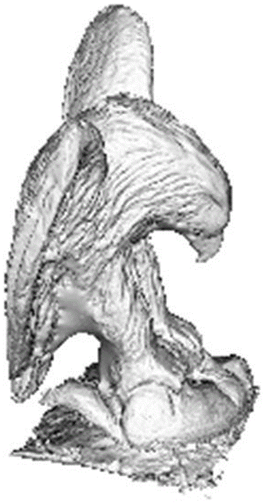 Three-dimensional point cloud reconstruction method based on improved shield poisson algorithm