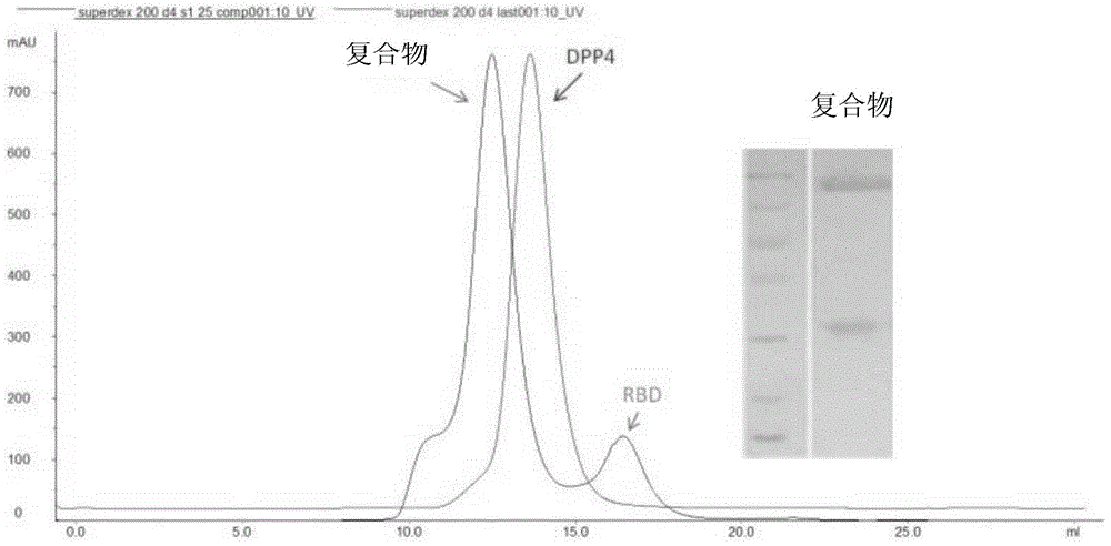 RBD (receptor binding domain) segment in MERS-CoV (Middle East respiratory syndrome coronavirus) membrane protein and coding gene and application thereof