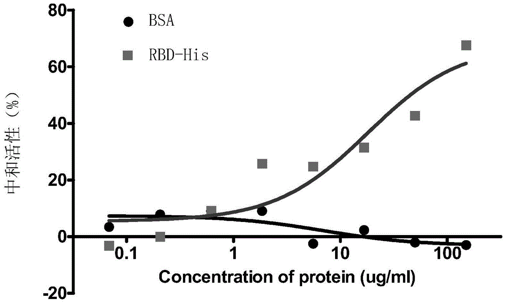 RBD (receptor binding domain) segment in MERS-CoV (Middle East respiratory syndrome coronavirus) membrane protein and coding gene and application thereof