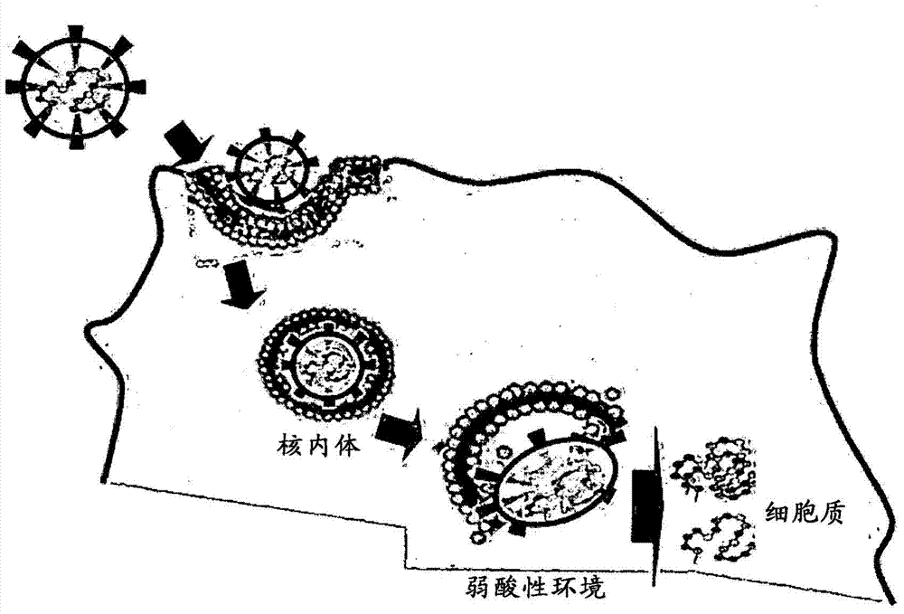 pH-sensitive carrier and production method thereof, pH-sensitive drug containing the same, pH-sensitive drug composition, and culture method using the same