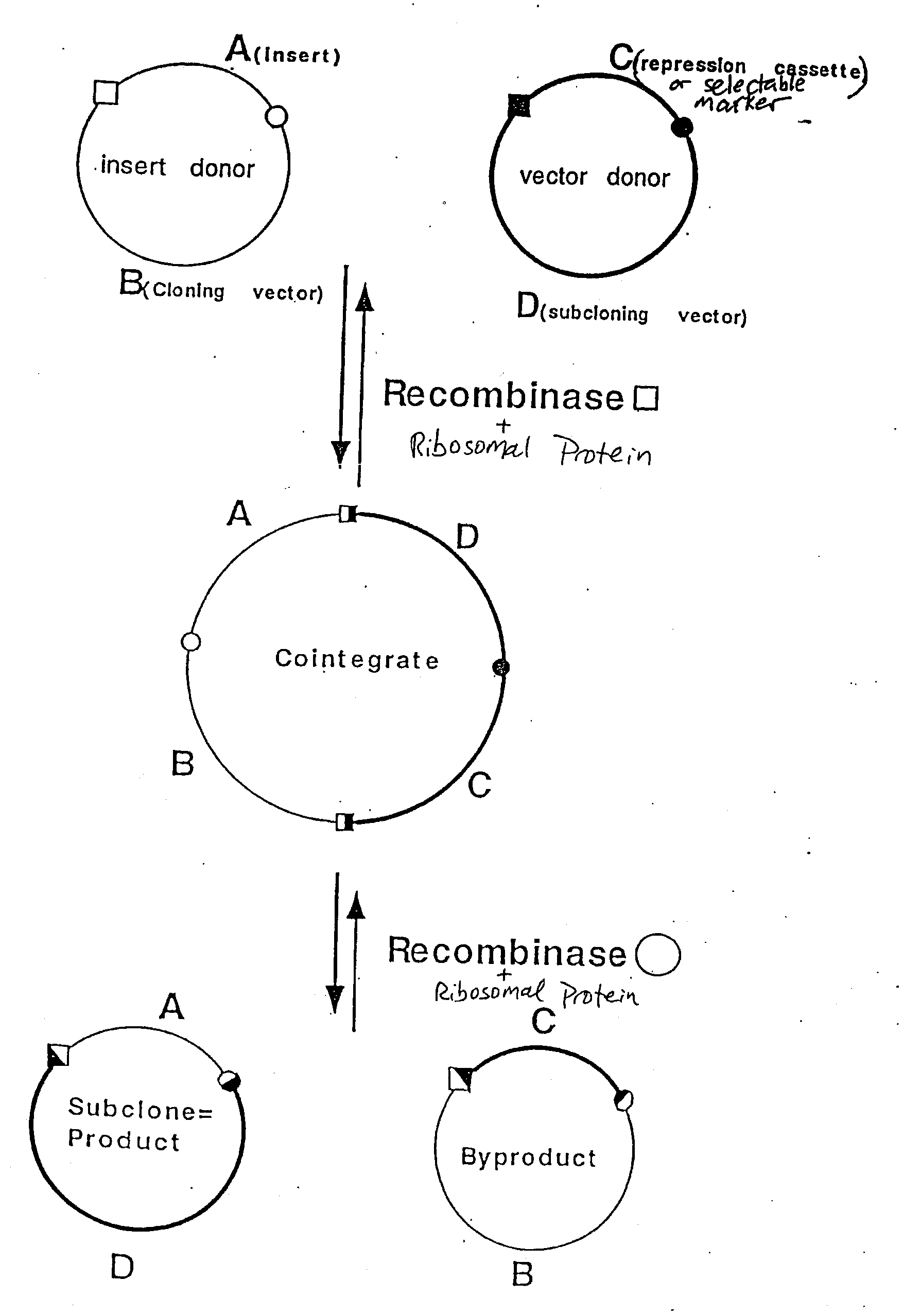 Compositions and methods for recombinational cloning of nucleic acid molecules