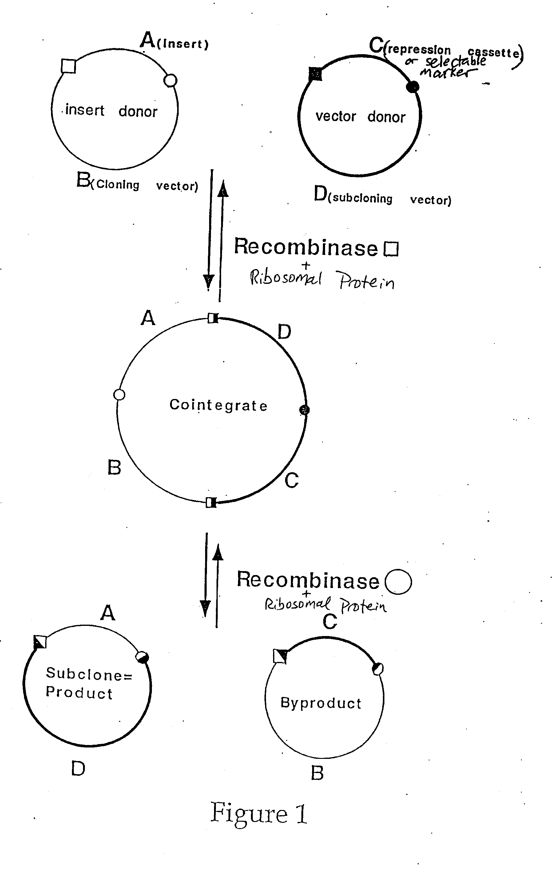 Compositions and methods for recombinational cloning of nucleic acid molecules