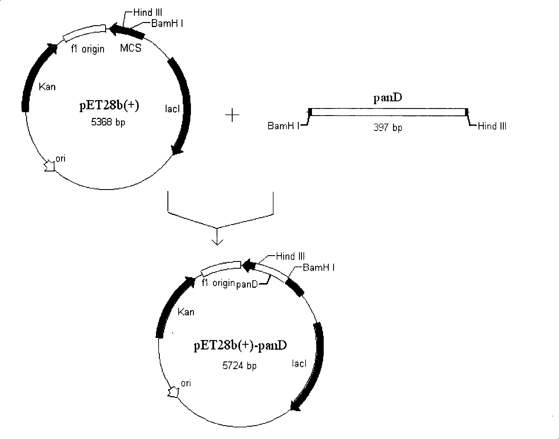 Gene engineering bacterium for producing beta-alanine and its preparation and application