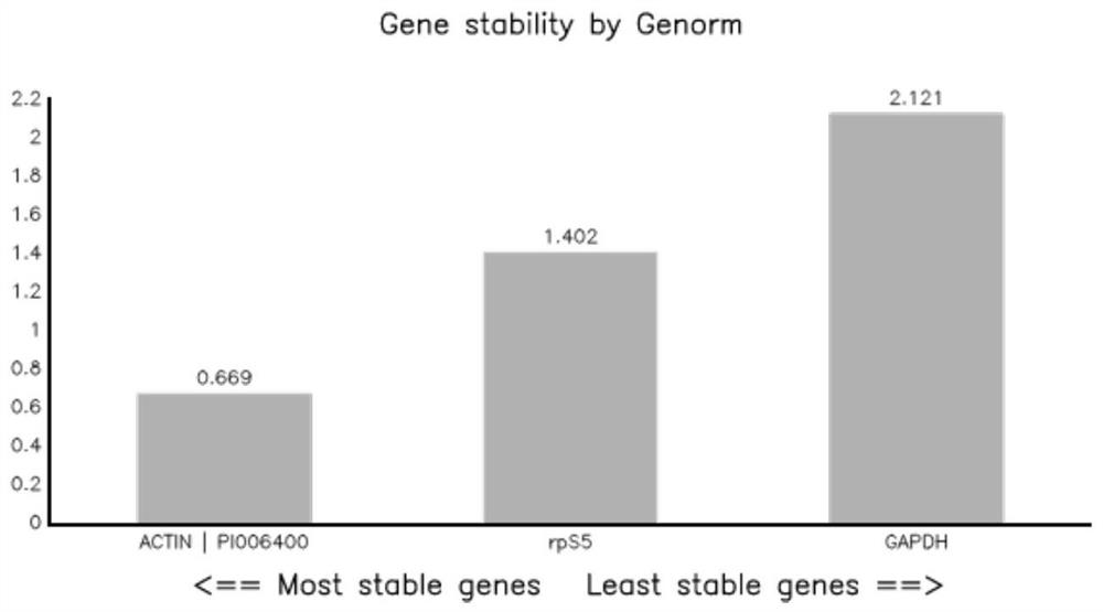 Reference genes in growth, development and infection stages of peronophythora litchi, and primers and application thereof