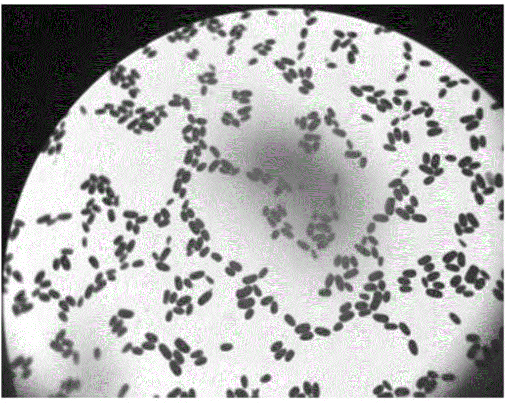 Candida drusei LSA and application thereof in ammonia-nitrogen degradation