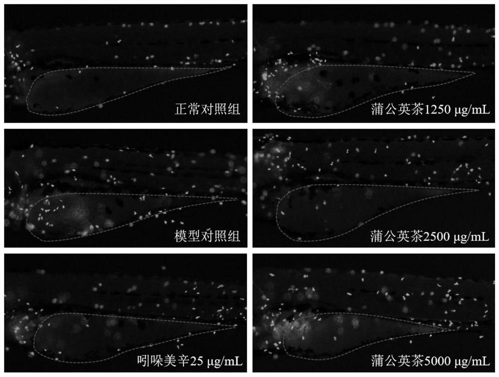 Semi-automatic production line of substitutional tea, dandelion substitutional tea and preparation method of dandelion substitutional tea