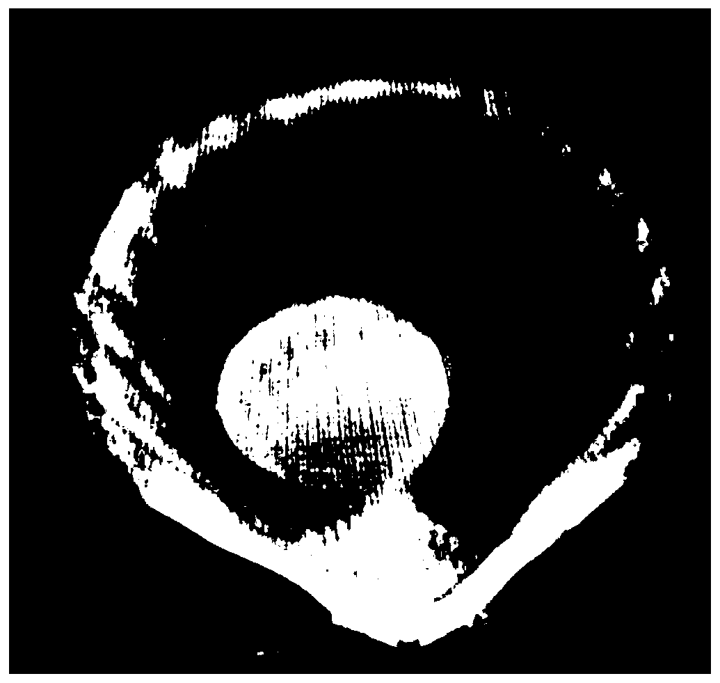 Method for rapid living body nondestructive detection and evaluation of shellfish muscle mass