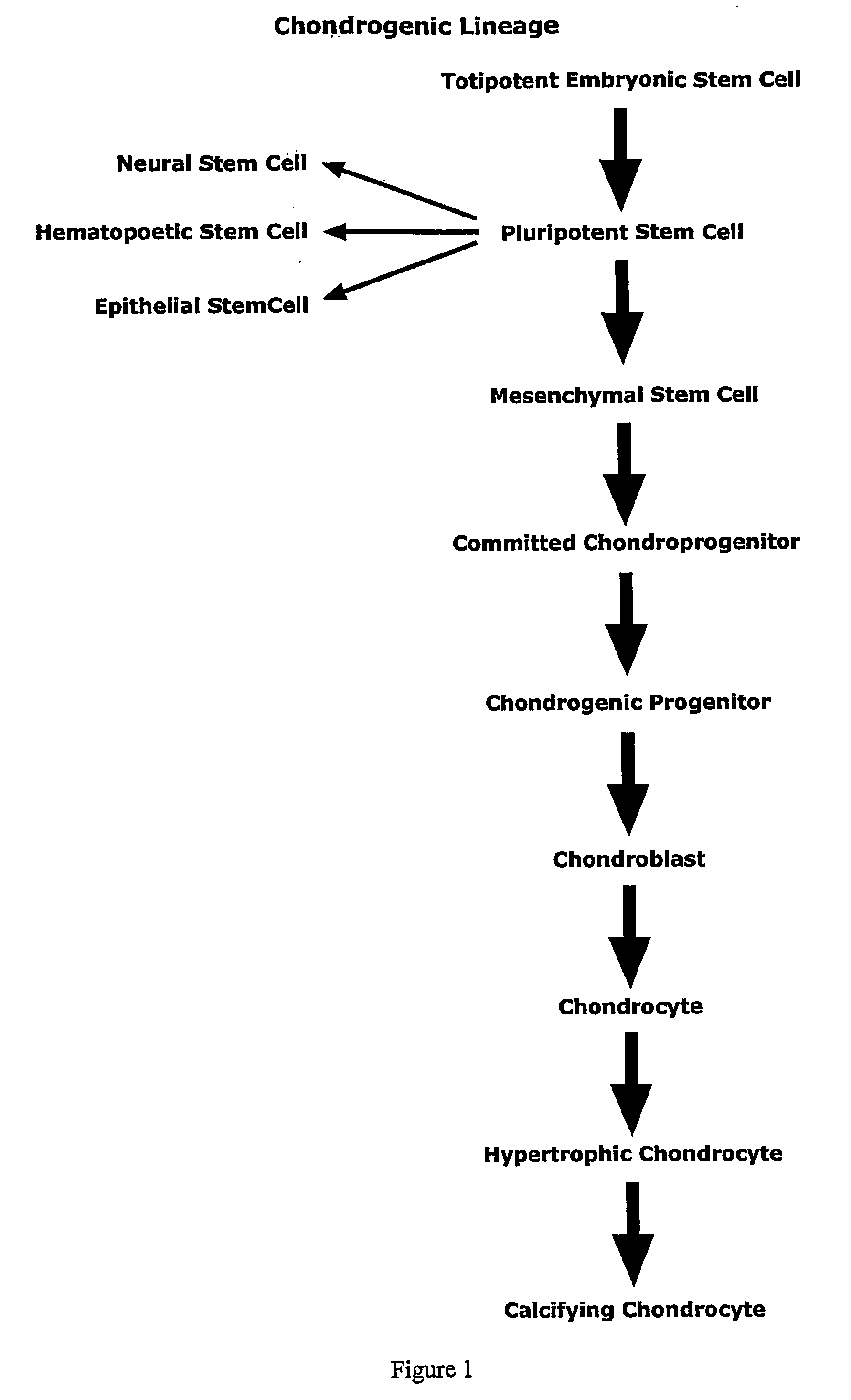 Monoclonal antibody capable of binding integrin alpha 10 beta 1