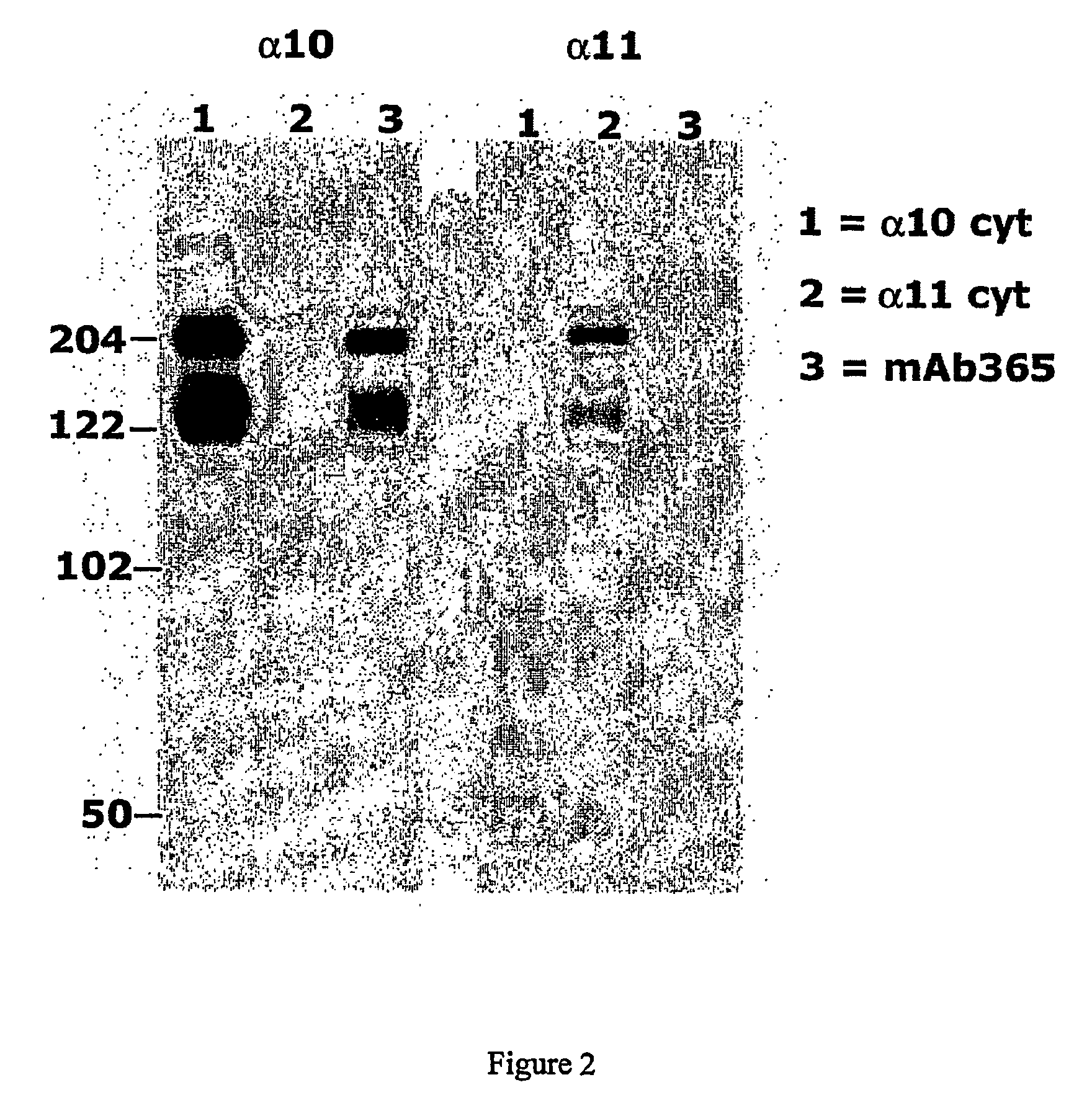 Monoclonal antibody capable of binding integrin alpha 10 beta 1