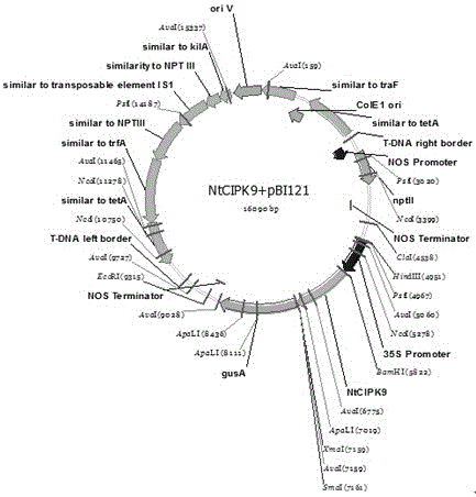 A Tanggut white thorns NTCIPK9 gene and its expression protein and application