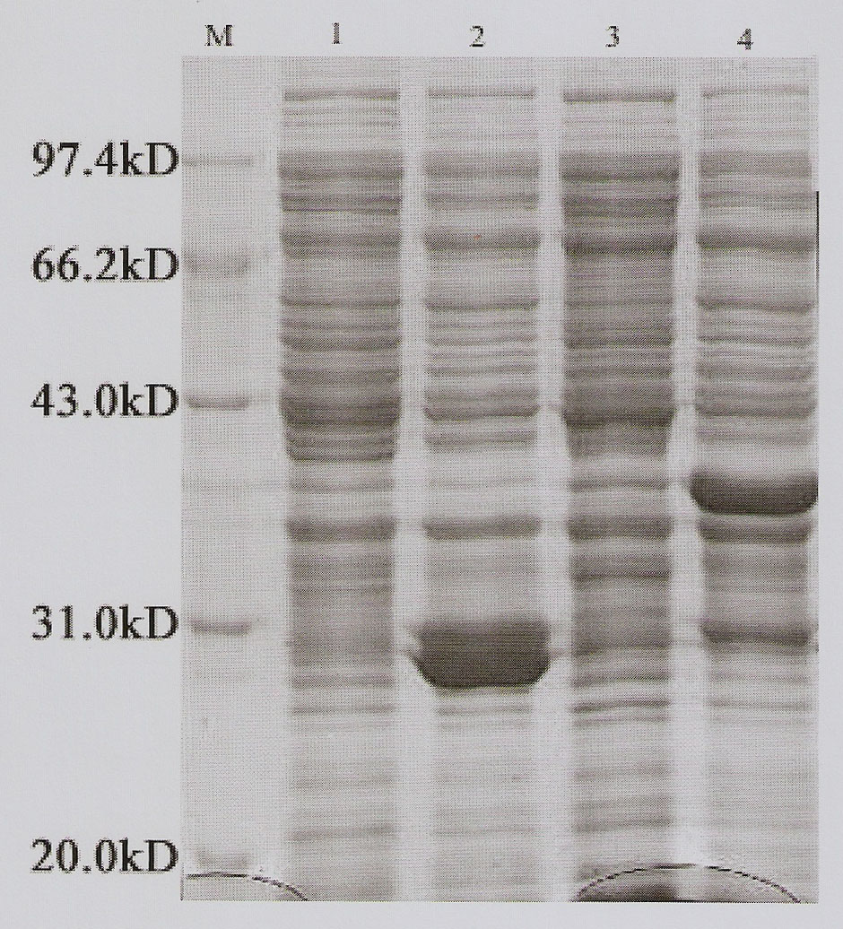 Method of in-vitro expression of gekko japonicus Hoxc10 (homebox gene c10) protein and preparation of polyclonal antibody