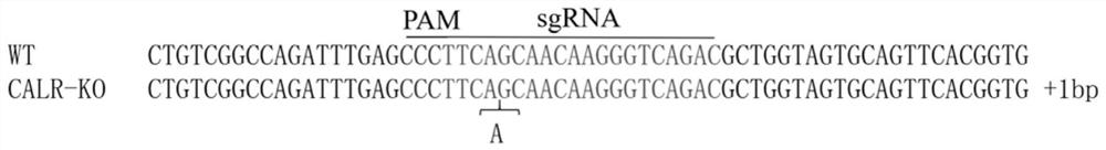 Application of calreticulin calr in pig disease resistance