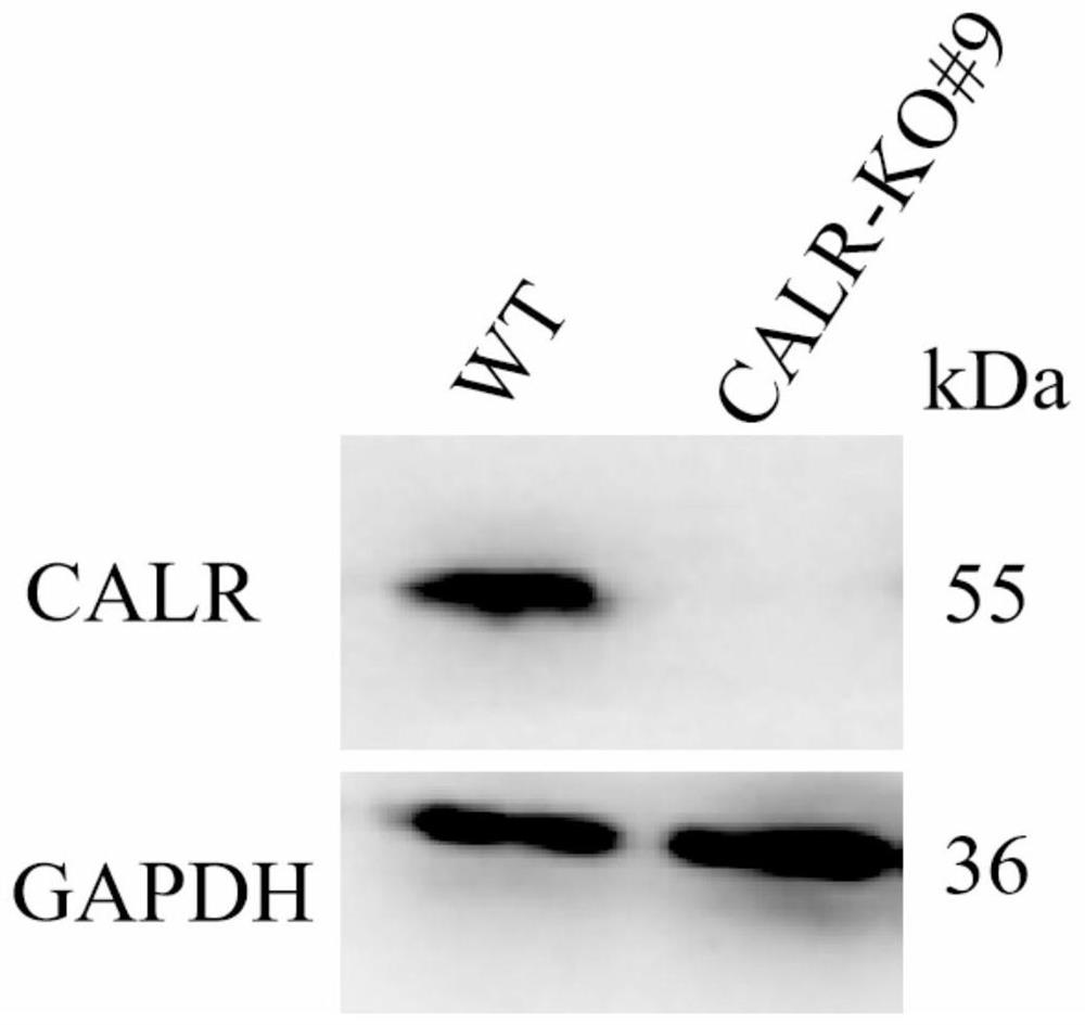 Application of calreticulin calr in pig disease resistance