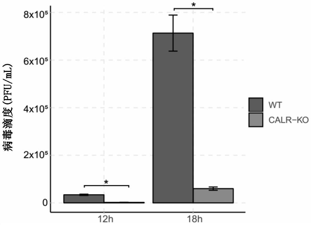 Application of calreticulin calr in pig disease resistance