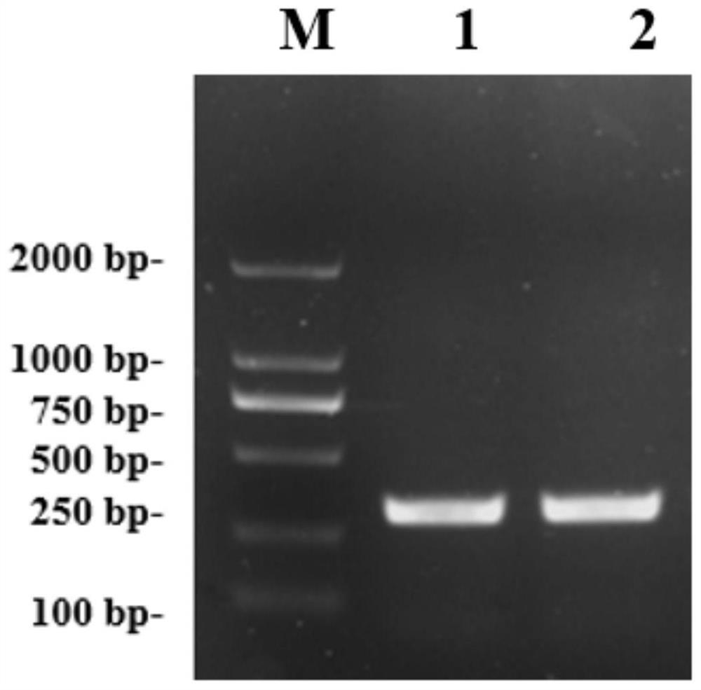 A pathogenicity-related gene of rice sheath blight and its application