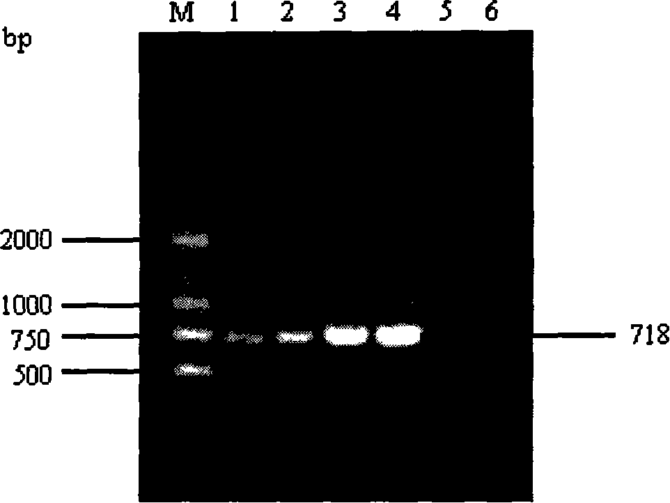 Primer for enlarging species specificity of S. calospora