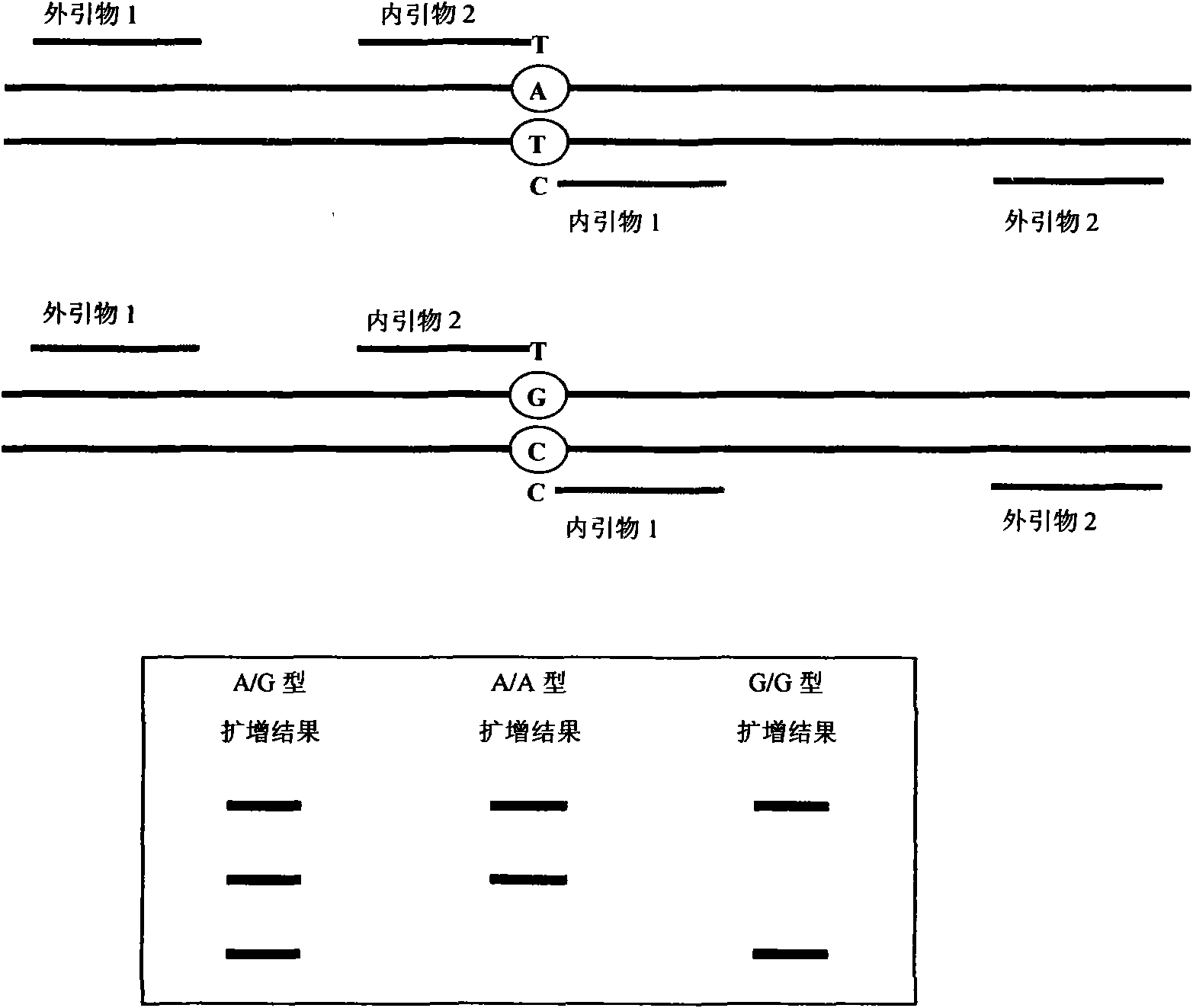 Deafness susceptibility gene screen test kit