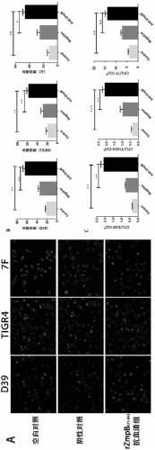 Application of streptococcus pneumoniae protein to resisting infection of S. pneumoniae