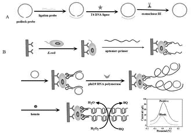 Biosensor for detecting escherichia coli and preparation method thereof