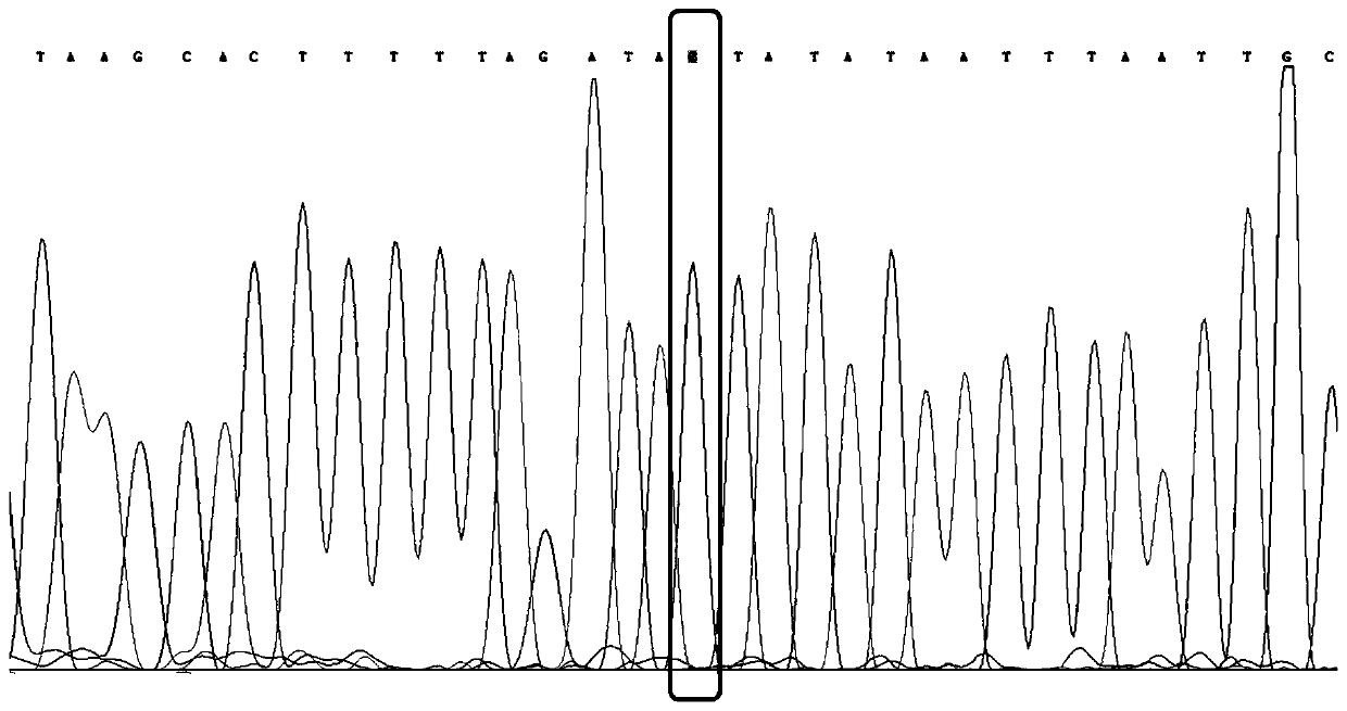 SNP site detection kit for guiding diabetes medication and use method thereof