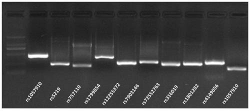 SNP site detection kit for guiding diabetes medication and use method thereof