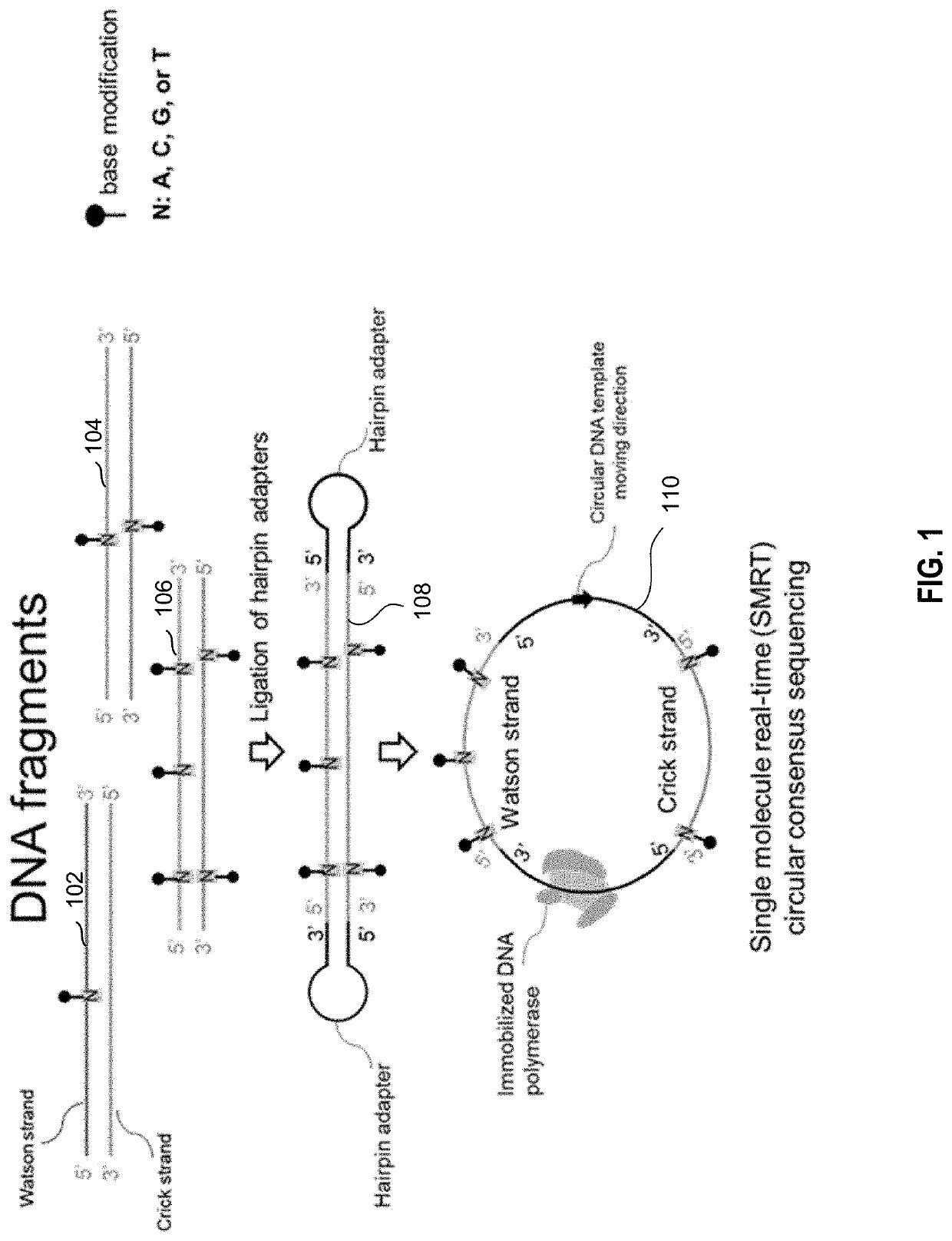 Determination of base modifications of nucleic acids