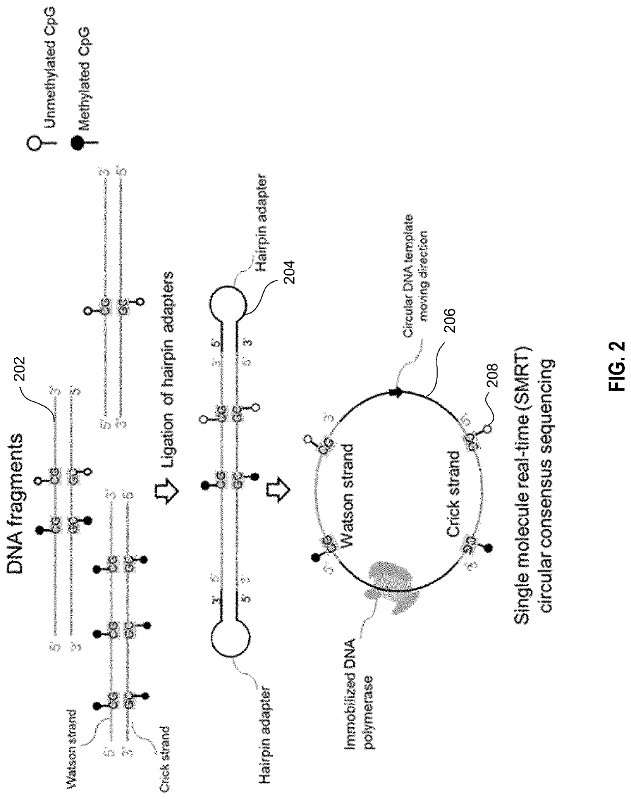 Determination of base modifications of nucleic acids