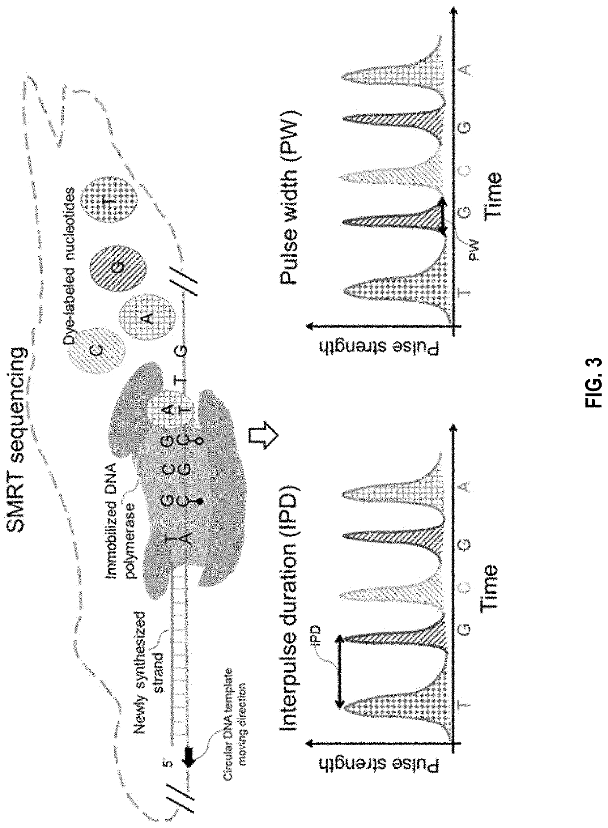 Determination of base modifications of nucleic acids