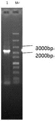 Method of modifying phenol substances through CO2 biological conversion method and application of the method