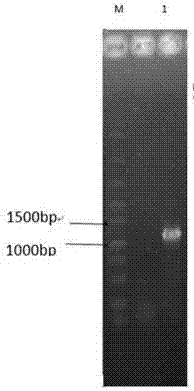 Method of modifying phenol substances through CO2 biological conversion method and application of the method