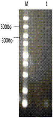 Method of modifying phenol substances through CO2 biological conversion method and application of the method