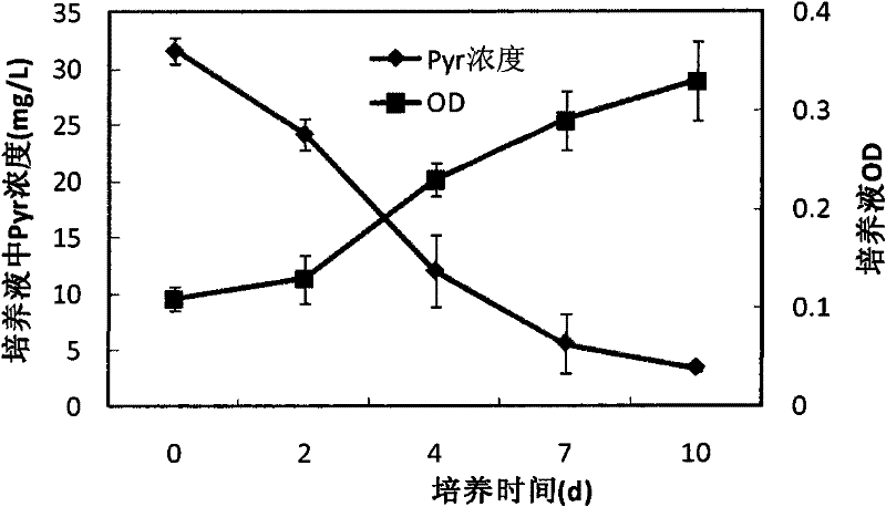 Microorganism bacterium agent for degrading polycyclic aromatic hydrocarbon