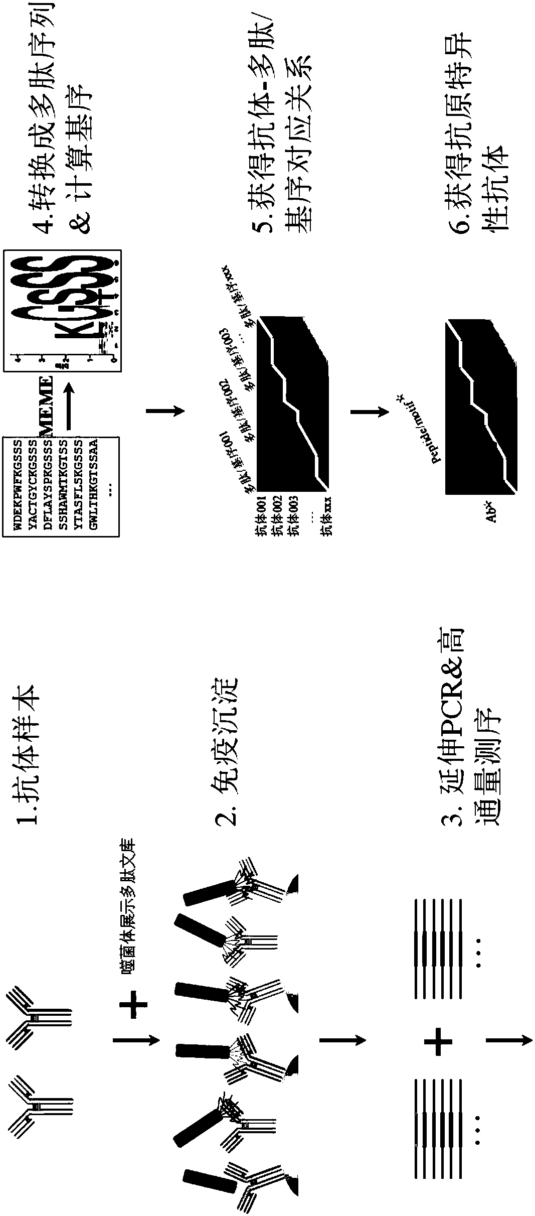 A method for rapidly preparing an antigen-specific antibody