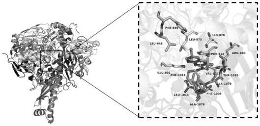 A kind of xanthine oxidase inhibitor and its screening method and application