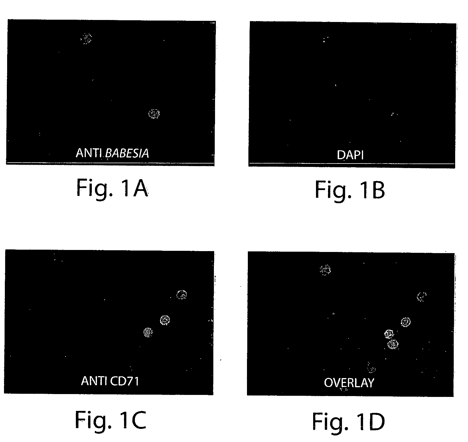 Methods for detection of pathogens in red blood cells