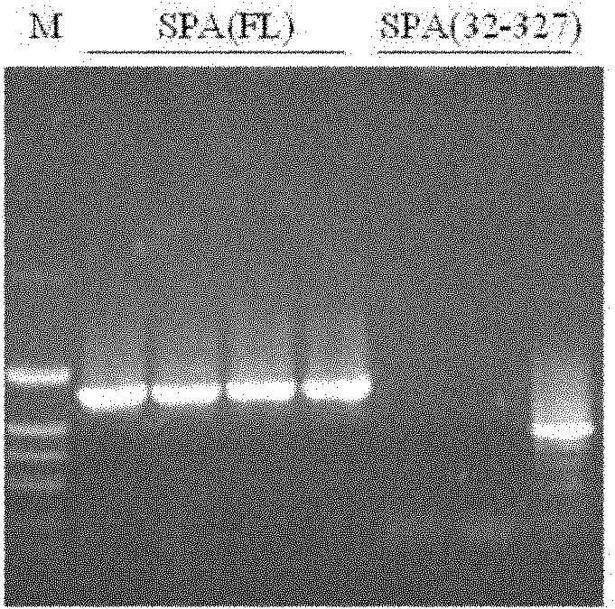 High-stability Recomb Protein A having antibody binding capacity and preparation thereof