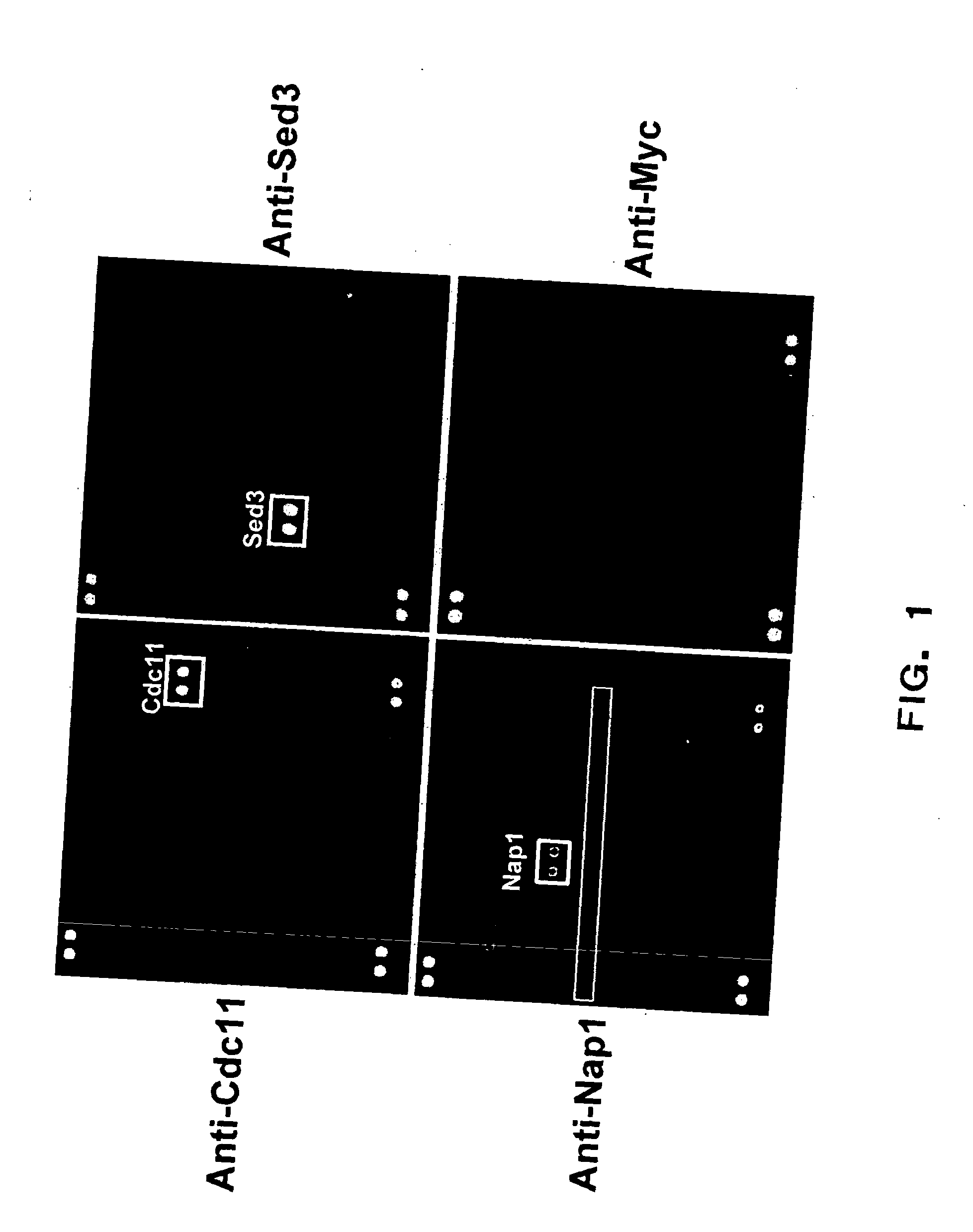 Method for the prediction of an epitope