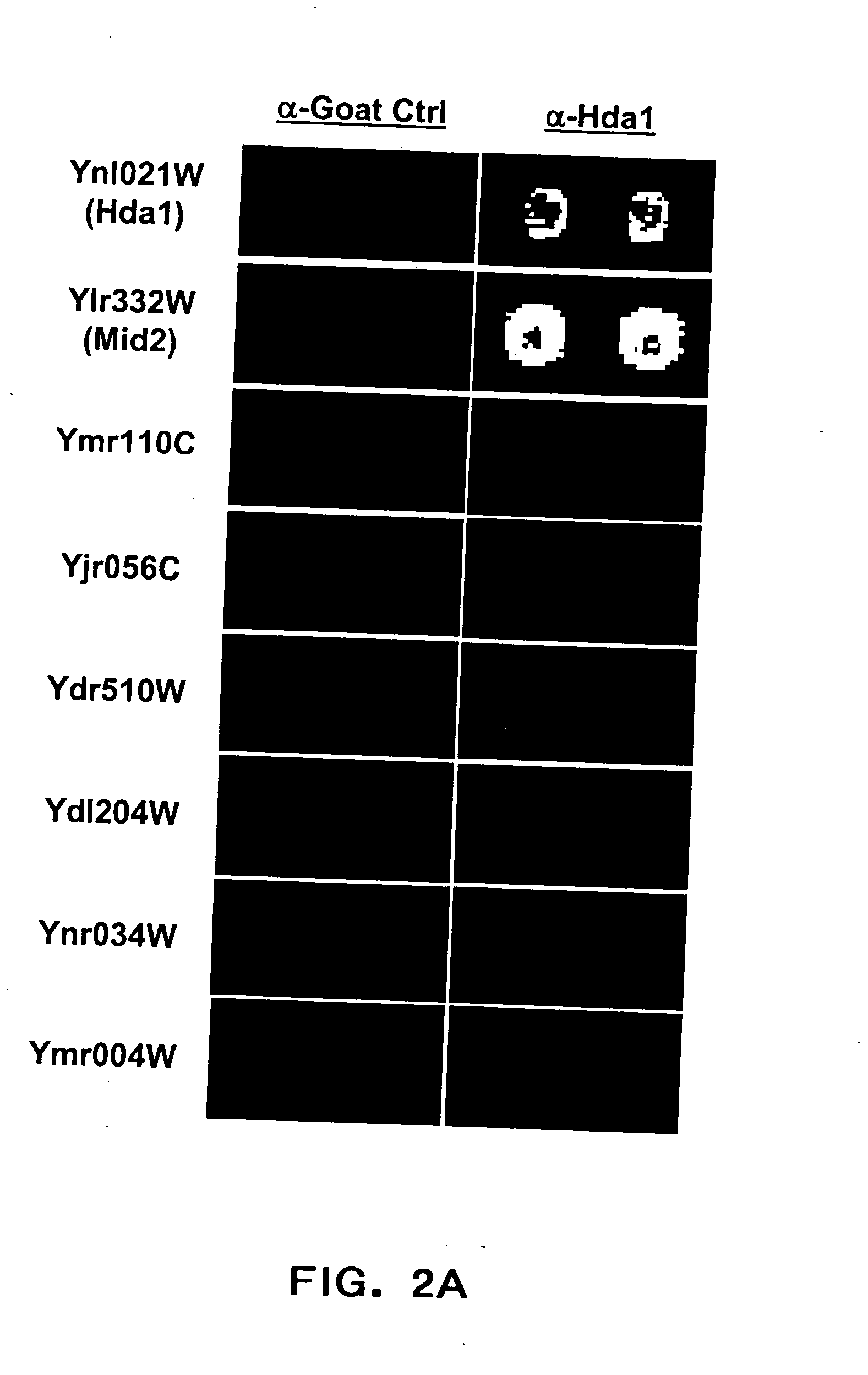 Method for the prediction of an epitope