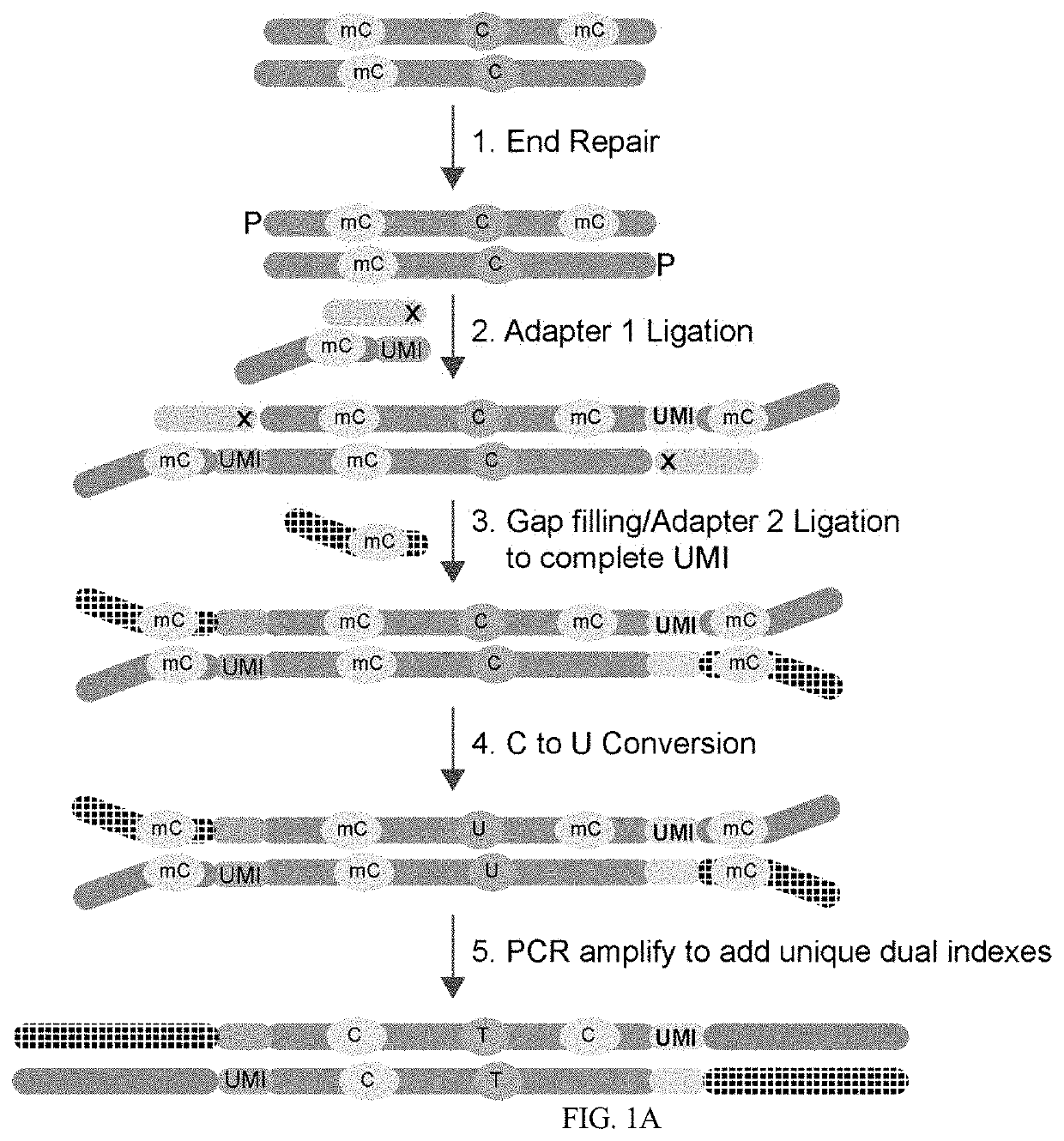 Methods of Preparing Dual Indexed Methyl-Seq Libraries