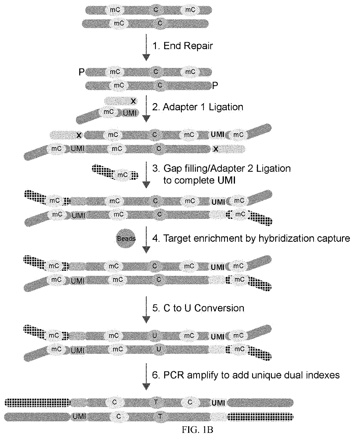 Methods of Preparing Dual Indexed Methyl-Seq Libraries