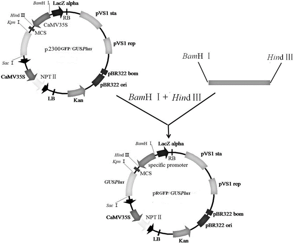 Root-specific promoter and application thereof