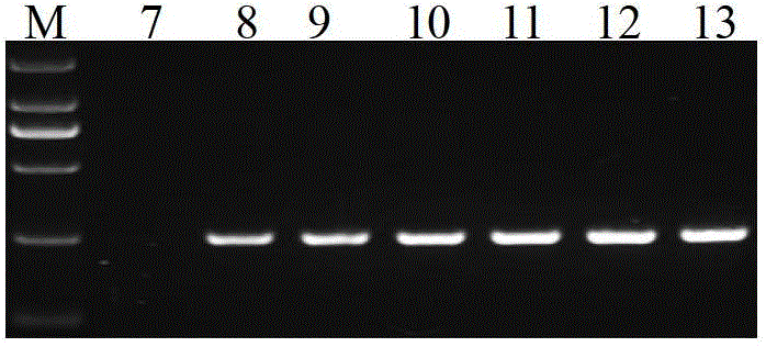 Root-specific promoter and application thereof