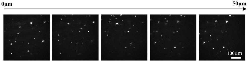 Method for rapidly dyeing biological sample and acquiring three-dimensional data