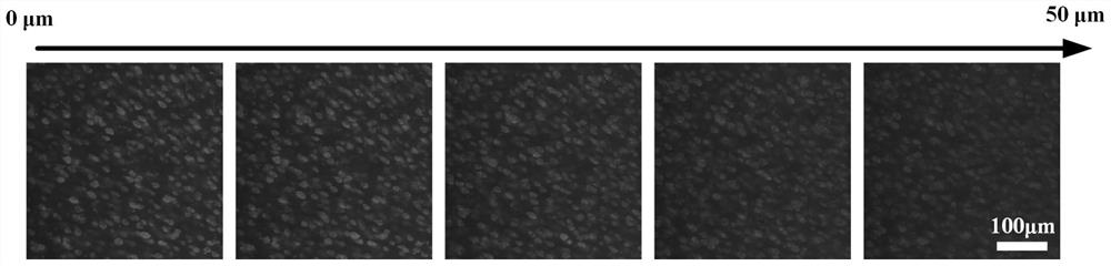 Method for rapidly dyeing biological sample and acquiring three-dimensional data