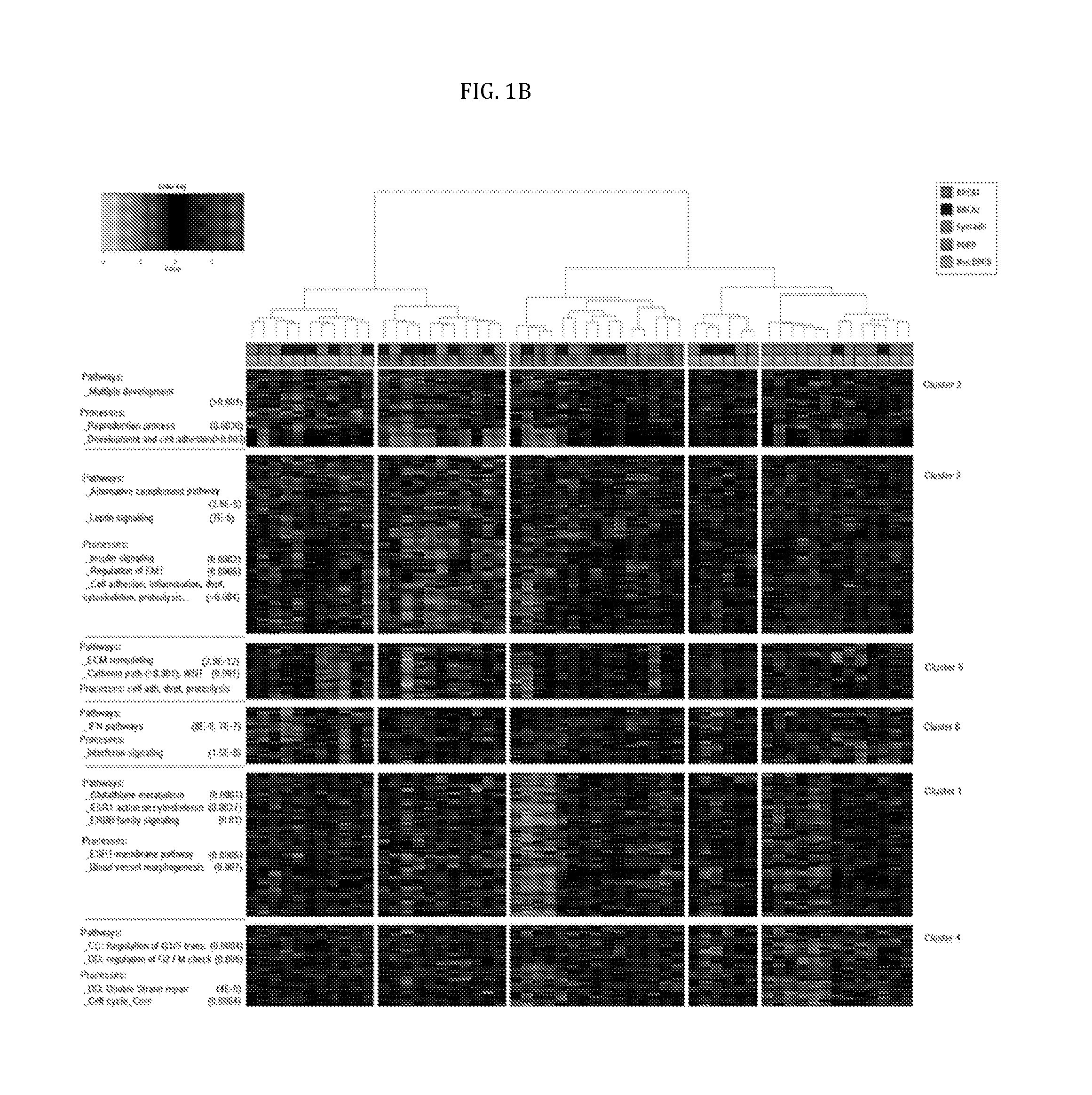 Molecular diagnostic test for cancer