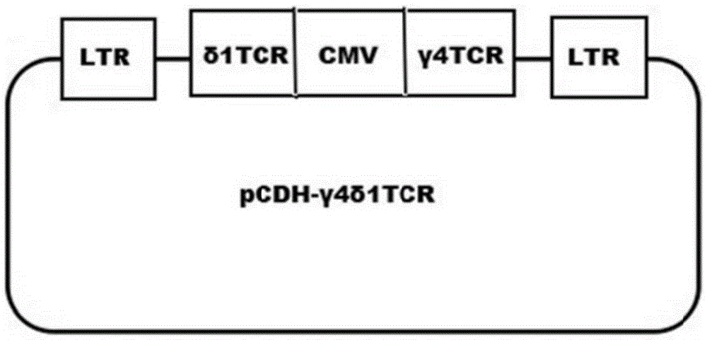 Tumor binding specific gamma delta TCR gene modified alpha beta T cell and cancer suppression application thereof