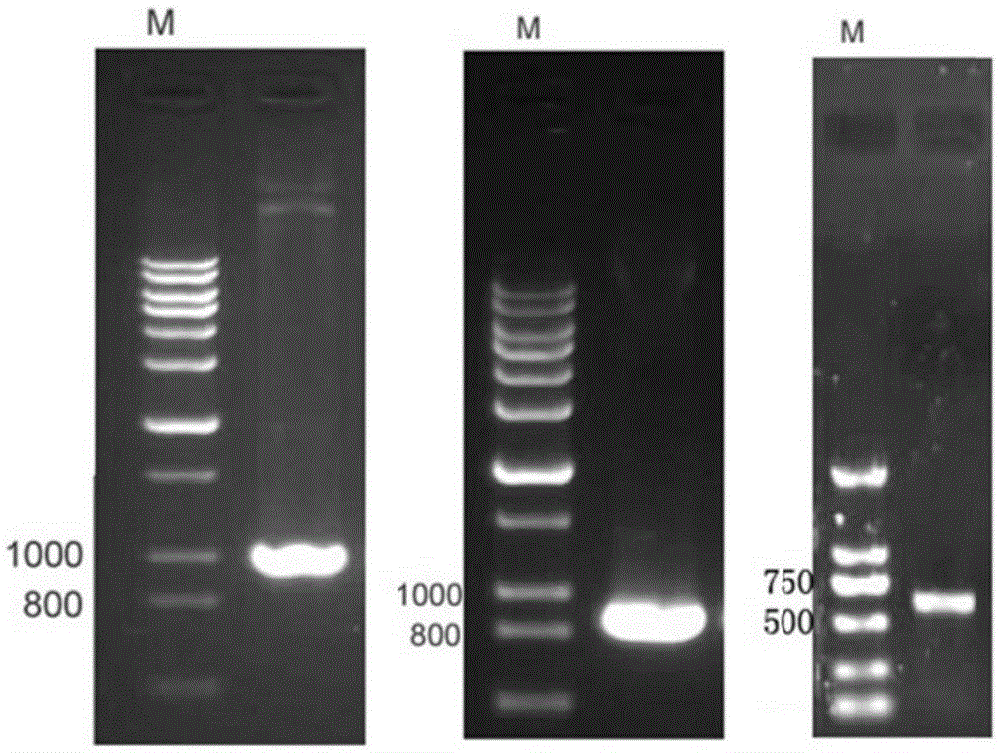 Tumor binding specific gamma delta TCR gene modified alpha beta T cell and cancer suppression application thereof