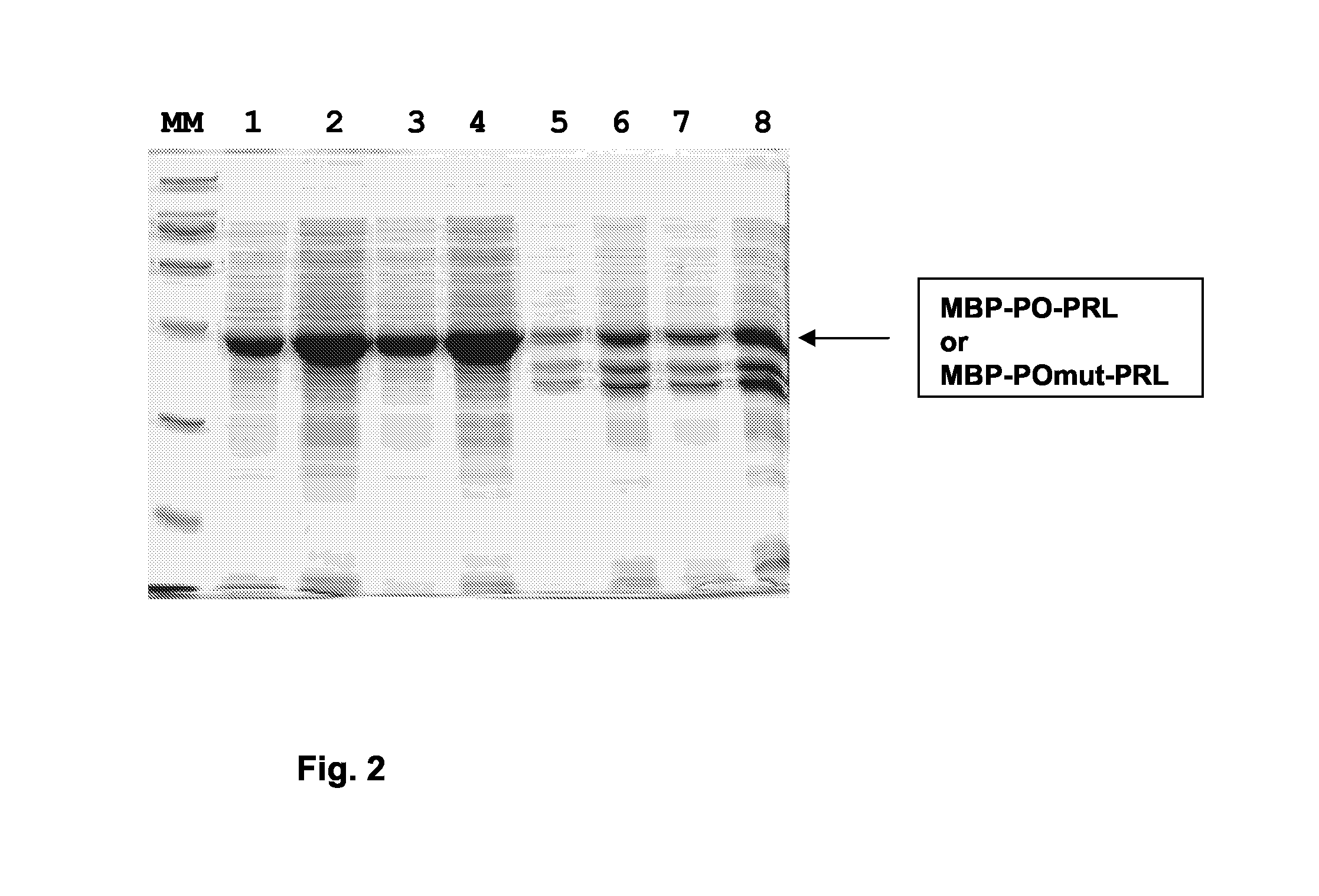 Antiangiogenic Peptides